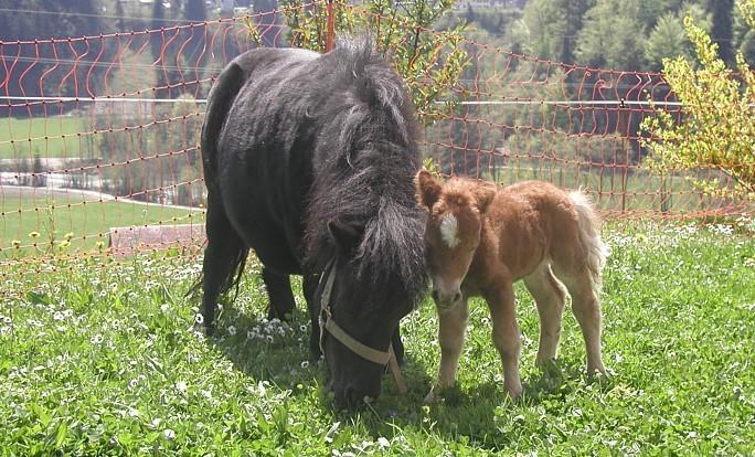Ferienhof Duerlinde Hittisau Exteriér fotografie